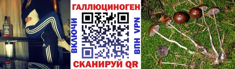 Галлюциногенные грибы GOLDEN TEACHER  цены   Велиж 
